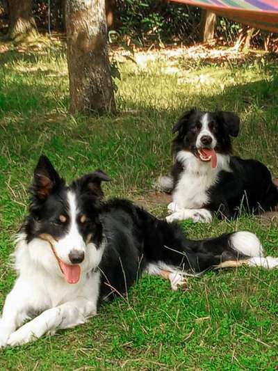 Die Dogorama Wochen Challenge "Friends will be Friends"-Beitrag-Bild