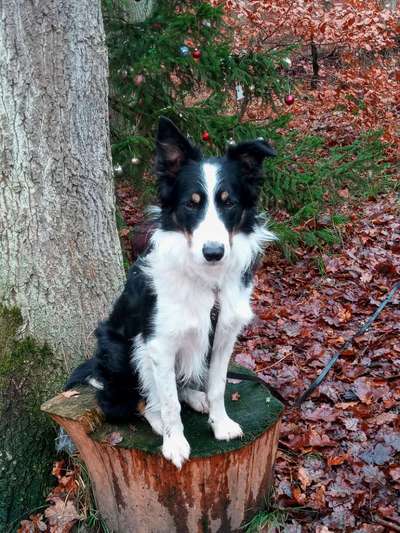 Welche Hunderasse-Beitrag-Bild