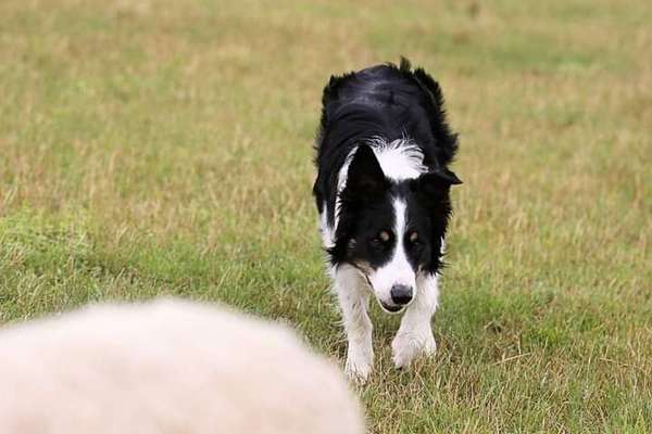 Dein Hund im Dogorama-Kalender 2021-Beitrag-Bild