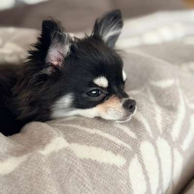 Hundetreffen-Playdates-Bild