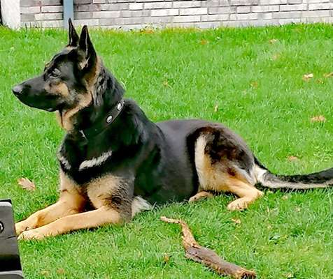 Schäferhund-Beitrag-Bild