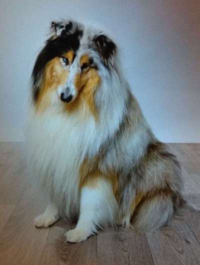 Collies gesucht-Beitrag-Bild