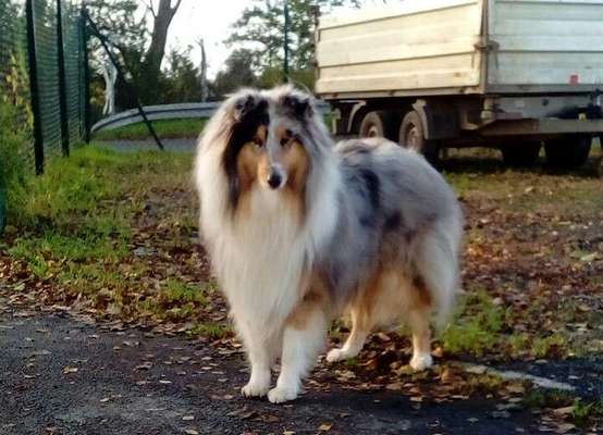 Langhaar Collies-Beitrag-Bild