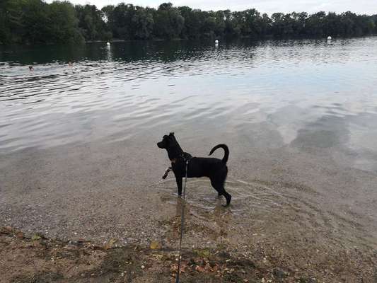 Wo habt ihr eure Hunde her ?-Beitrag-Bild