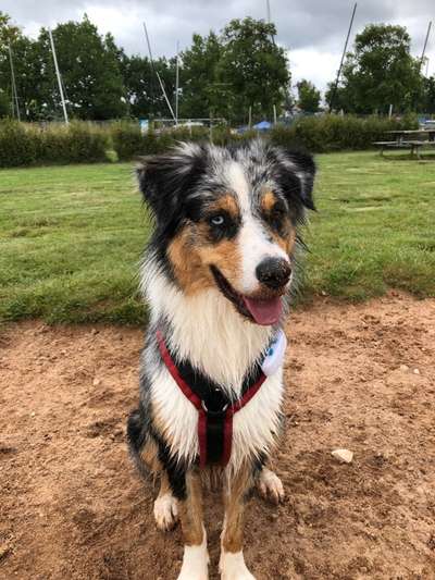 Hundetreffen-Hundetreffen Landkreis Erlangen-Höchstadt-Bild