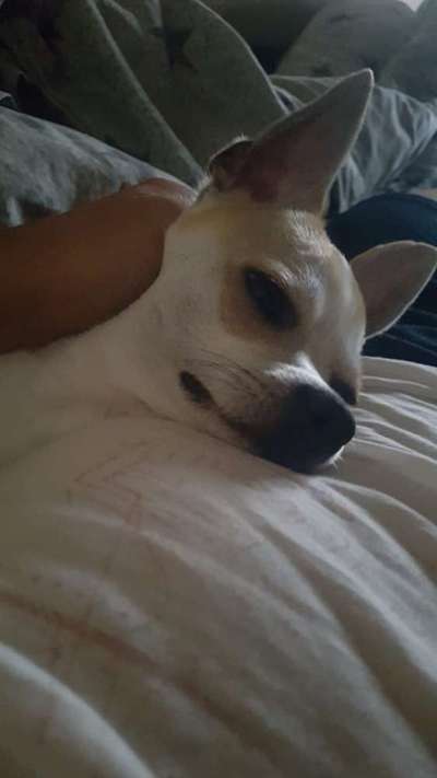 Wo sind die Chihuahua Besitzer ?-Beitrag-Bild