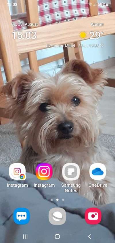 Reinrassige Hunde?-Beitrag-Bild