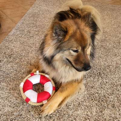 Hundetreffen-Gassirunde in und um Nordenstadt-Bild