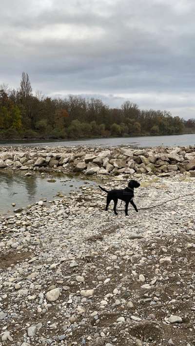 Wo sind die Riesenschnauzer?-Beitrag-Bild