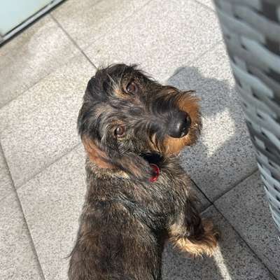 Hundetreffen-Hallo, der kleine Berti sucht Kontakt zu anderen Hunden-Bild