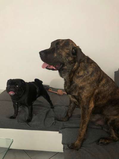 Bester Freund, Hundekumpel - zeigt her!-Beitrag-Bild