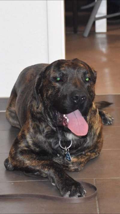 Foto's und Hundemodels-Beitrag-Bild