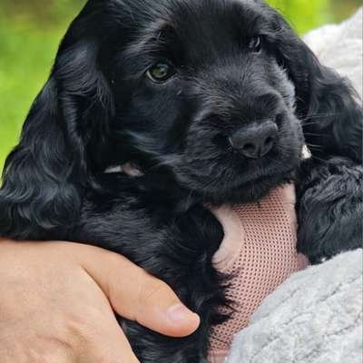 Hundetreffen-Welpentreff in Köln und Umkreis-Bild