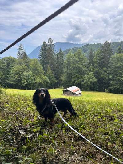 Hundetreffen-Gassirunde/Spielen/Kennenlernen-Bild