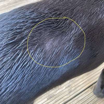 Haarausfall ohne Juckreiz-Beitrag-Bild