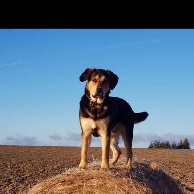 Hundetreffen-Soziale Kontake-Bild