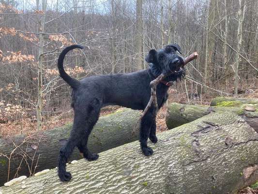 Wo sind die Riesenschnauzer?-Beitrag-Bild