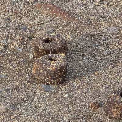 Giftköder-Vermeintlicher Giftköder-Bild