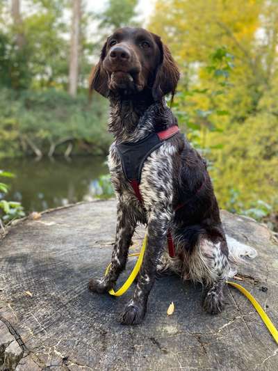 Seltene Rassen!-Beitrag-Bild