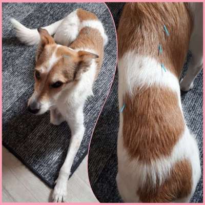 %{de_profession_title}-Akupunktur zur Organentgiftung-Bild