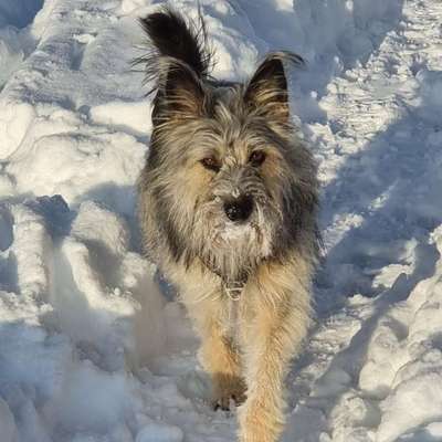 Mit oder ohne Unterfell?-Beitrag-Bild