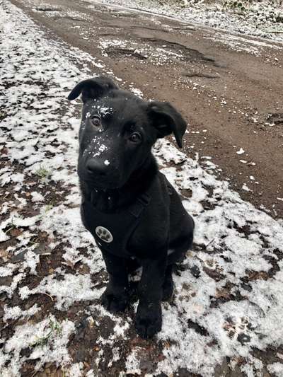 Schäferhund-Fans?-Beitrag-Bild