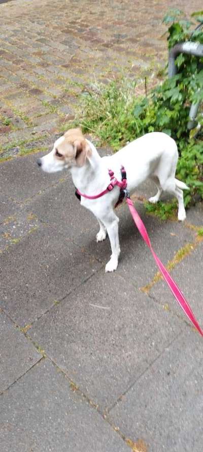 Hundetreffen-Hundetreffen Sternschanze-Bild