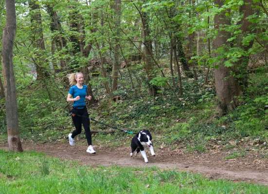 Hundetreffen-Gemeinsames Canicross-Bild