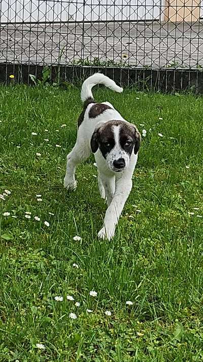 Welpe 12 wochen-Beitrag-Bild