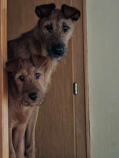 Irish-Terrier-Beitrag-Bild