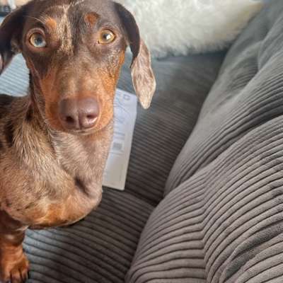 Hundetreffen-Gassi-Spielen-Bild