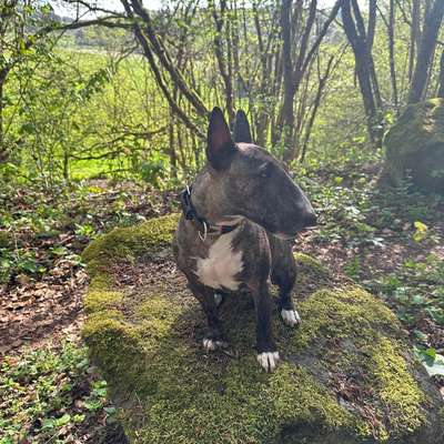 Hundetreffen-Spaziergang in Übach-Palenberg-Bild