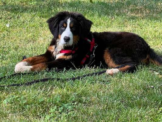 Berner Sennen-Beitrag-Bild