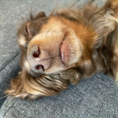 aktuelles Foto Gruppe Dackel aus aller Welt