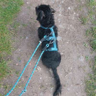 Hundetreffen-Entspannte Gassirunde-Bild