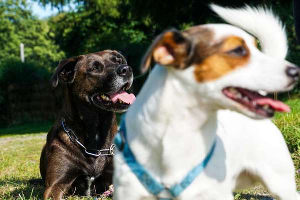 Hundetreffen-Sozialwalk 🐕-Bild