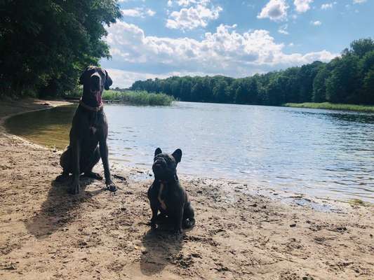 Bester Freund, Hundekumpel - zeigt her!-Beitrag-Bild