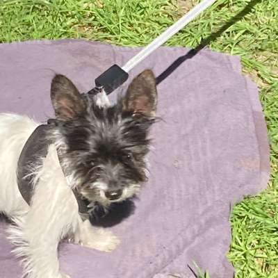 Wie heißt dein Hund?-Beitrag-Bild