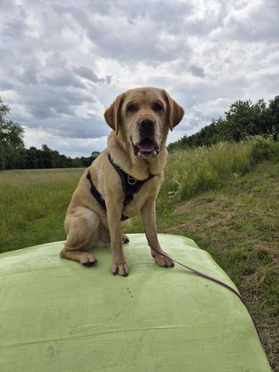 Hundetreffen-Hundefreunde zum Gassi gehen gesucht :)-Bild