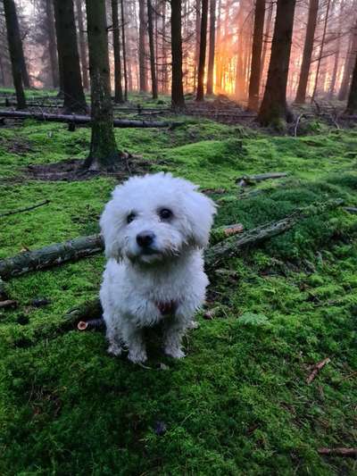 Dogorama Photo Challenge - Märchenwald-Beitrag-Bild