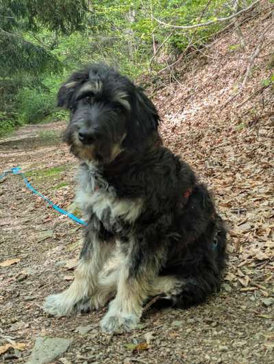 Gibts hier Mioritic Besitzer?-Beitrag-Bild