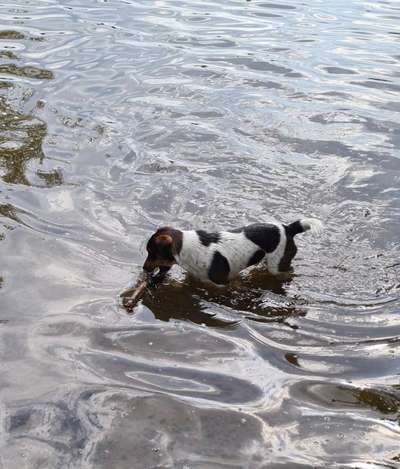 Wo sind die Jack und Parson Russell Terrier?-Beitrag-Bild