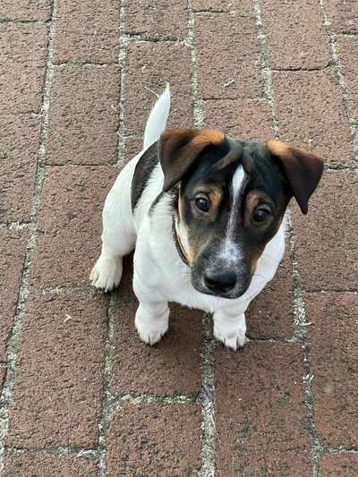 Wo sind die Jack und Parson Russell Terrier?-Beitrag-Bild