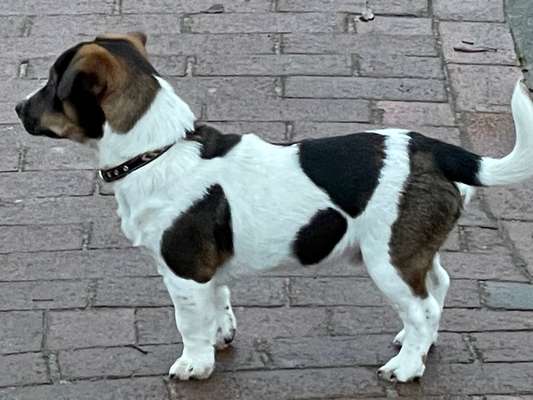 Jack Russel-Beitrag-Bild