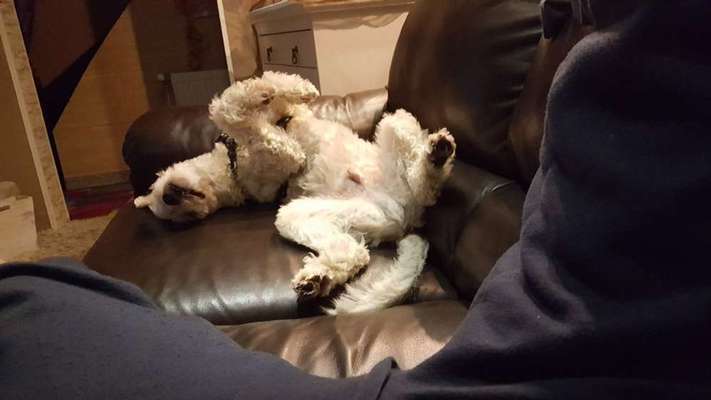 Zeigt mir die lustigsten Schlafpositionen eurer Fellnasen-Beitrag-Bild