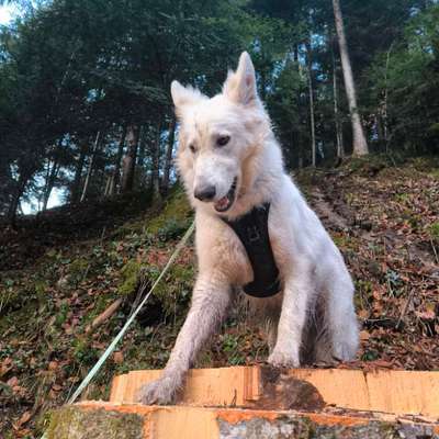 Hundetreffen-social walk-Bild