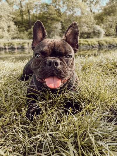 Französische Bulldoggen-Beitrag-Bild