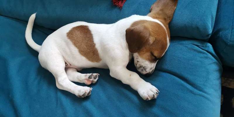 Welpen Bilder !-Beitrag-Bild