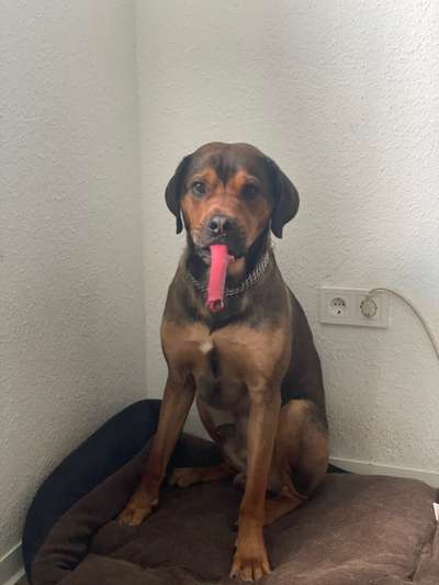 Dogorama Photo Challenge - Lieblingsspielzeug!-Beitrag-Bild