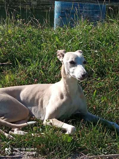 Windhunde - Treffen der besonderen Schönheiten
HERZLICH WILLKOMMEN-Beitrag-Bild